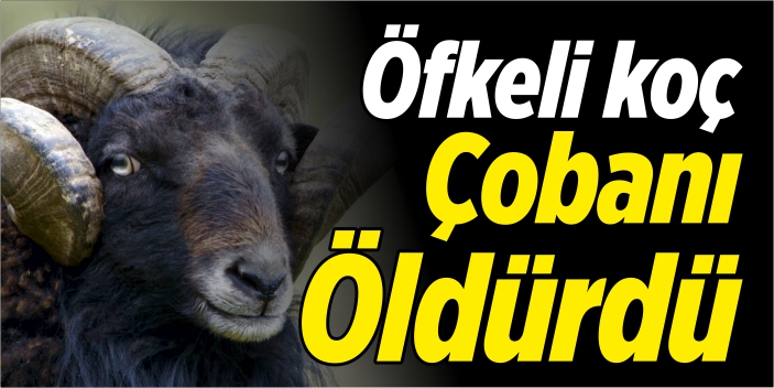 Öfkeli koç çobanı öldürdü