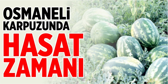 Osmaneli karpuzunda hasat zamanı