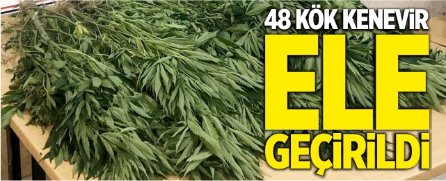 48 kök kenevir ele geçirildi