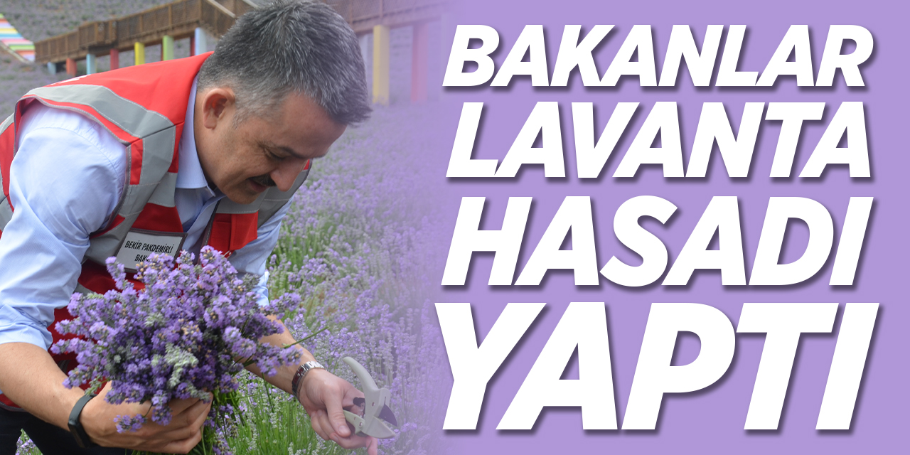 Bakanlar lavanta hasadı yaptı