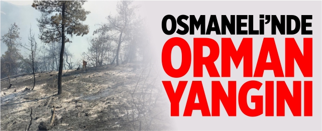 Osmaneli'nde orman yangını