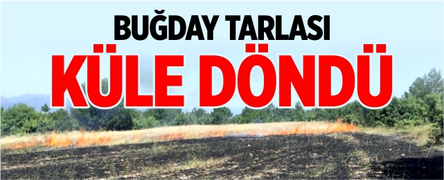 Buğday tarlası küle döndü