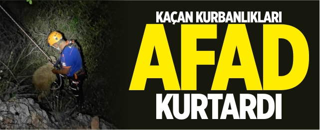 Kaçan kurbanlıkları AFAD kurtardı