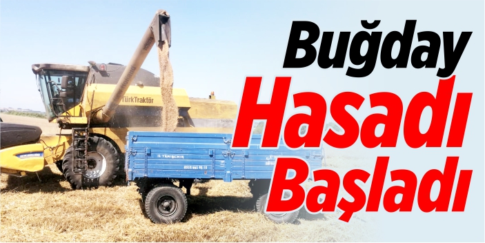 Buğday hasadı başladı