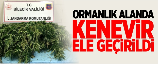 Ormanlık alanda kenevir yakalandı