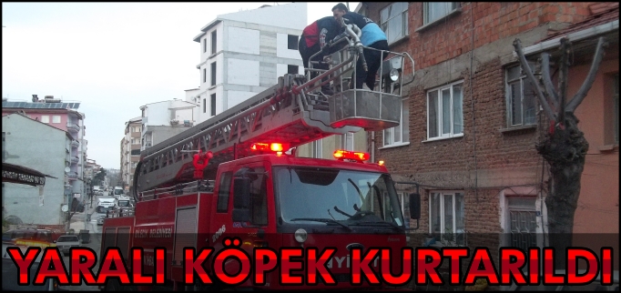 "YARALI KÖPEK KURTARILDI"