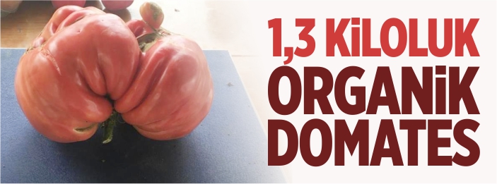 1,3 kiloluk organik domates