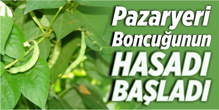 'Pazaryeri boncuğu'nun hasadı başladı