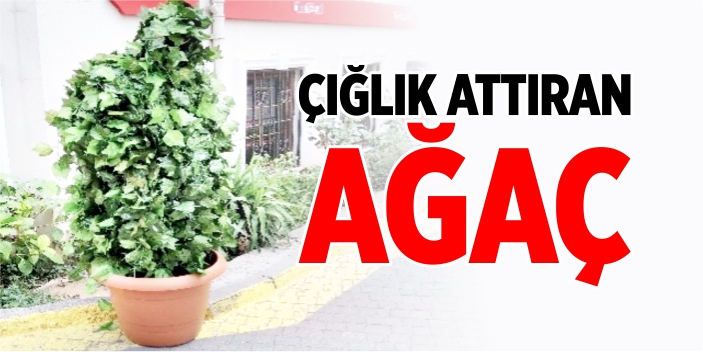 Çığlık attıran ağaç