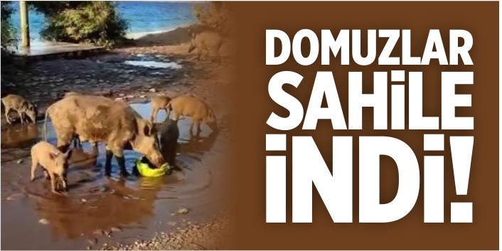 Domuzlar sahile indi