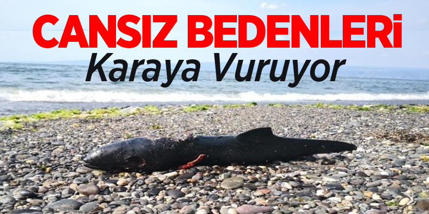 Cansız bedenleri karaya vuruyor