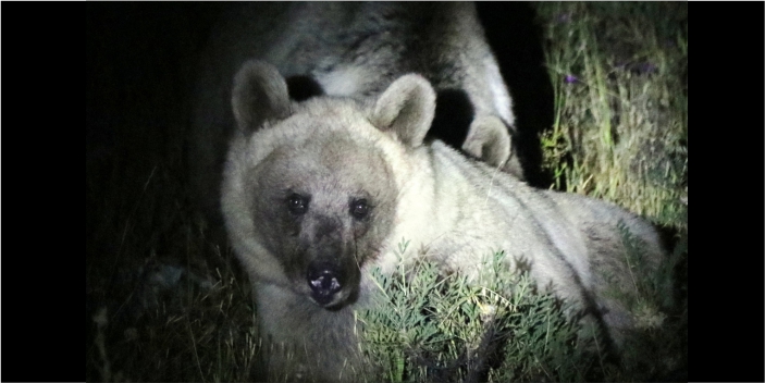 Nemrut'un ayıları gece görüntülendi
