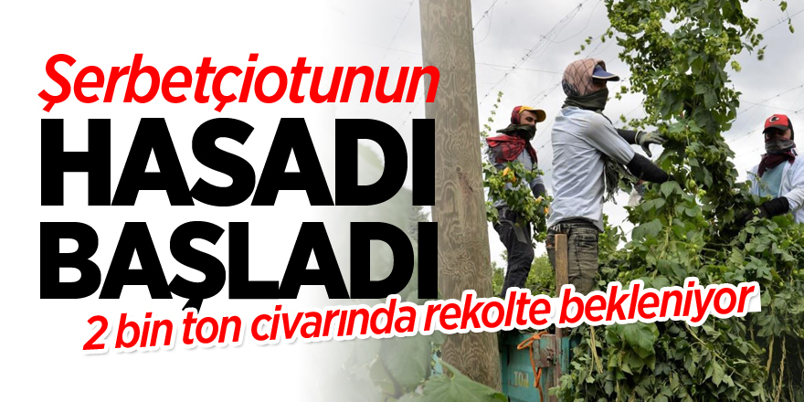 Şerbetçiotunun hasadı başladı