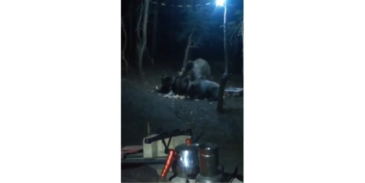 Aç Kalan Ayılar Kamp Alanına İndi