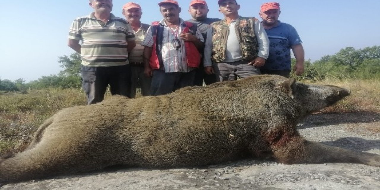 Tarlalarına dadanan 400 kiloluk domuzu vurdular