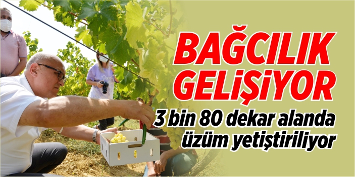 Bilecik'te bağcılık gelişiyor