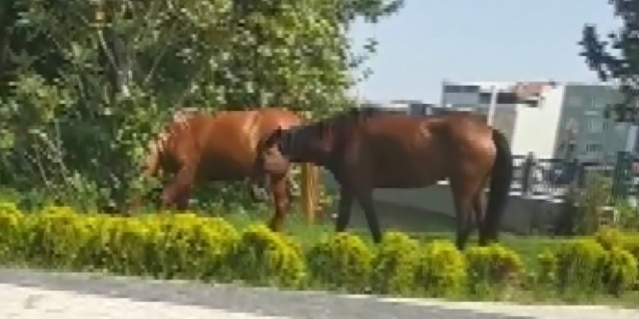 Kara yolundaki başıboş atlar yakalandı