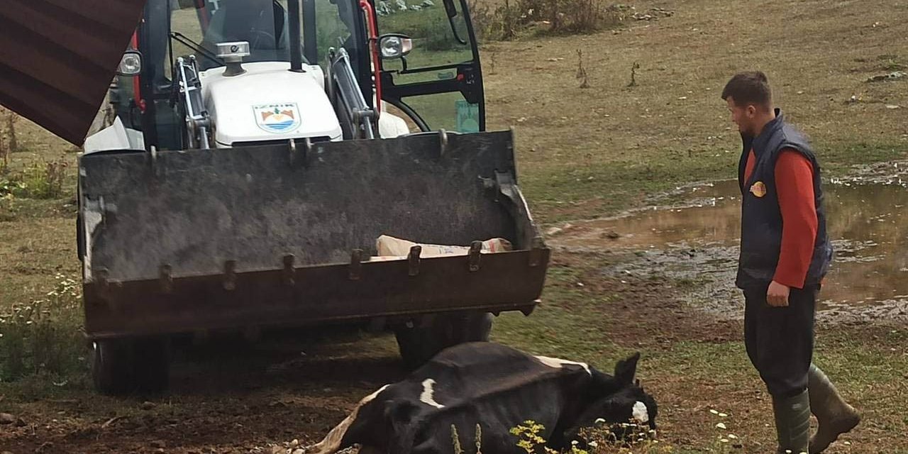 Mahalleyi kene korkusu sardı