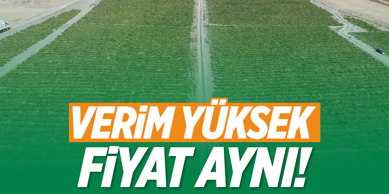 Verim yüksek, fiyat aynı