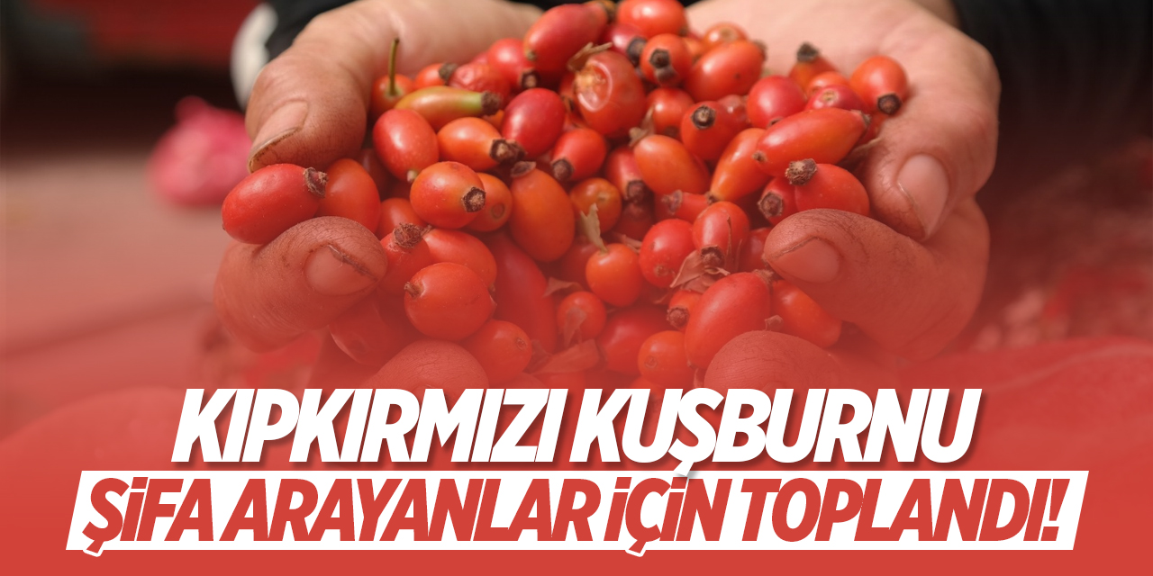 Söğüt'te kıpkırmızı kuşburnu şifa arayanlar için toplandı