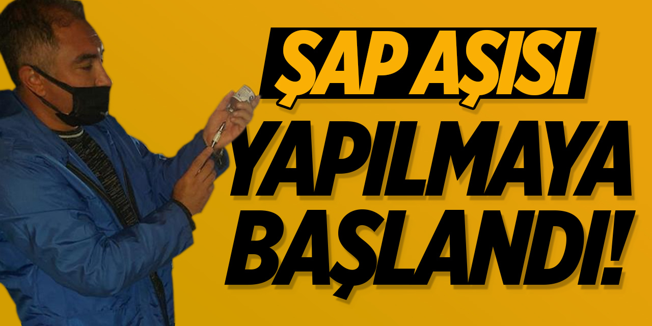 Şap aşısı yapılmaya başlandı!