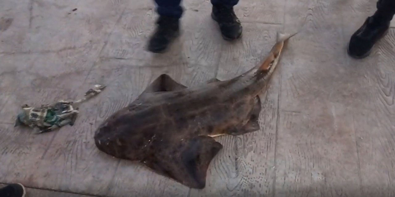 Oltaya takılan nesli tükenme tehlikesi altında olan balık denize bırakıldı