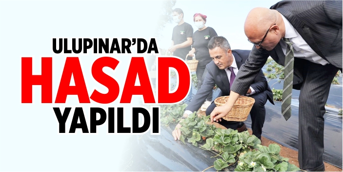 Ulupınar'da hasad yapıldı