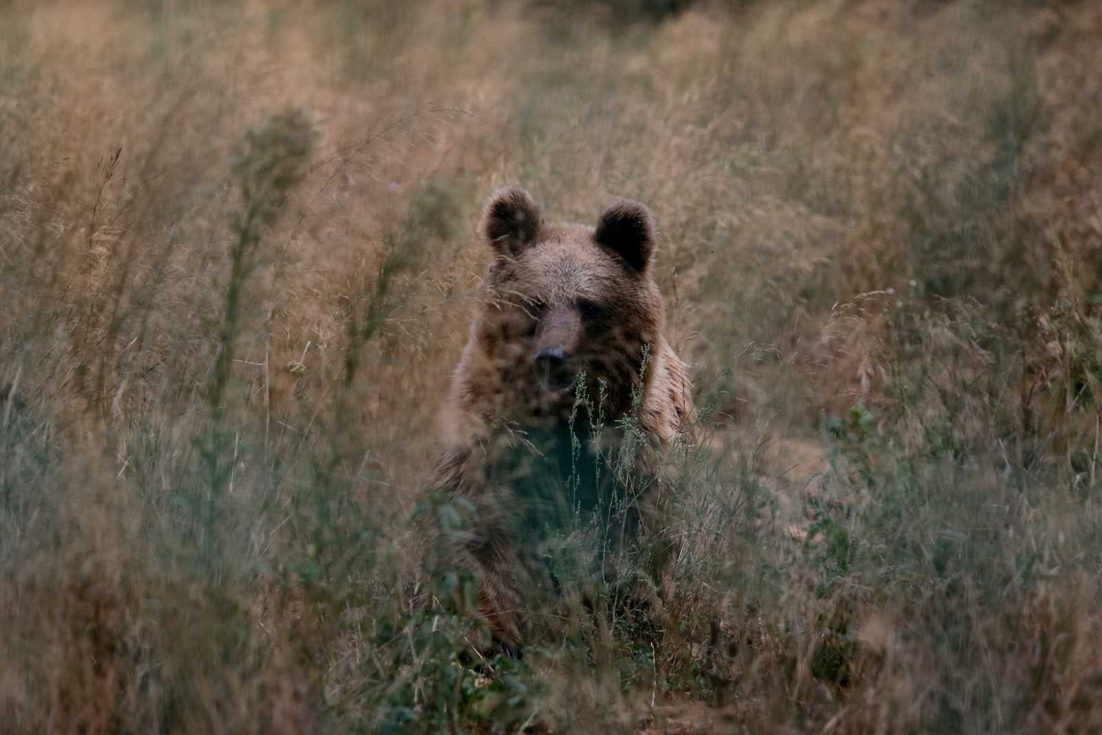73 ayı, kış için enerji depoluyor