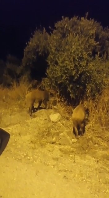 Bursa’da aç kalan domuz sürüsü şehre inip yemek aradı