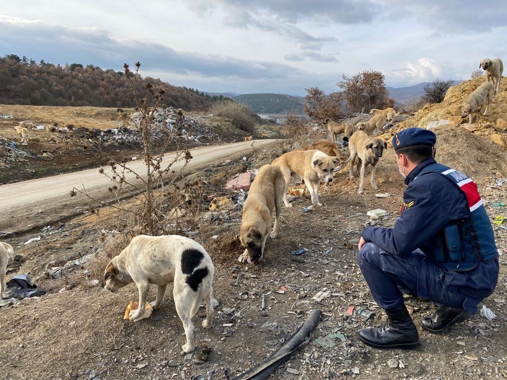 Jandarma sokak hayvanları unutmadı