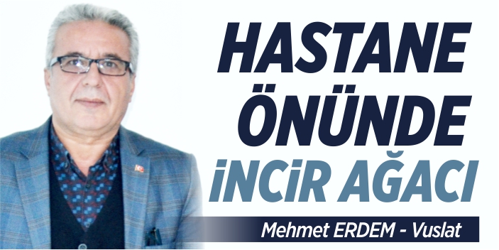 Hastane önünde incir ağacı