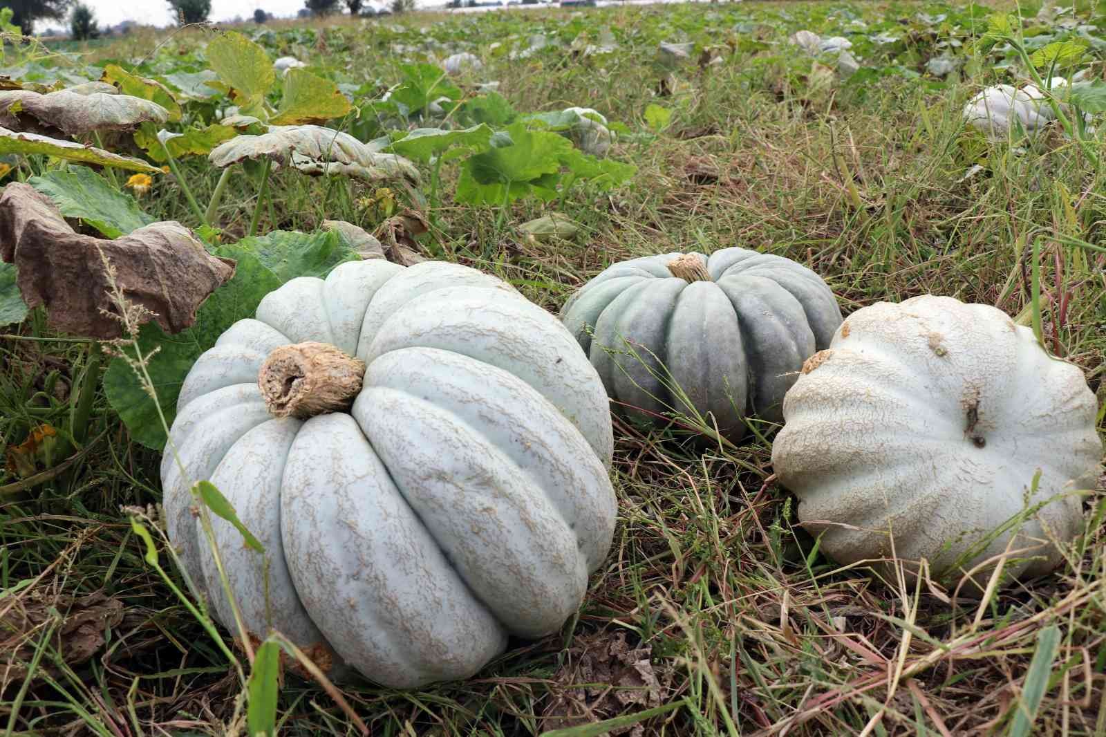 Meşhur Sakarya kabağının hasadı başladı