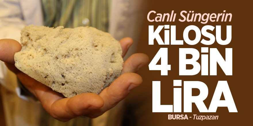 Kilosu 4 bin liraya canlı sünger