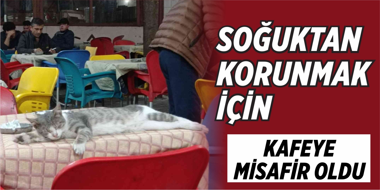 Soğuktan Korunmak İçin Kafeye Misafir Oldu