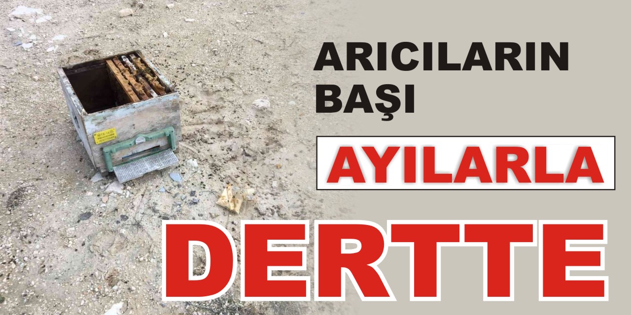 Arıcıların başı, ayılarla dertte