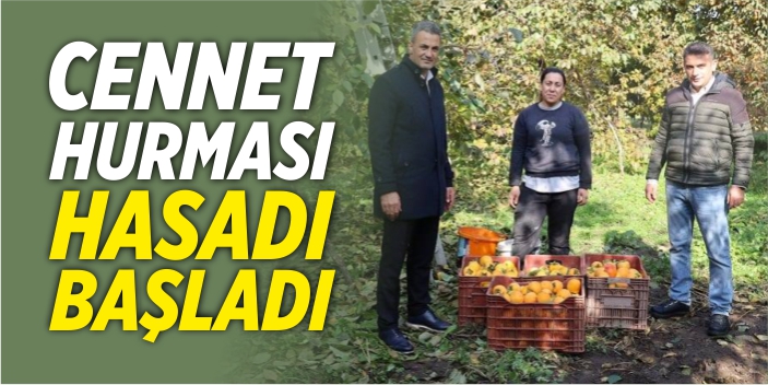 Cennet hurması hasadı başladı