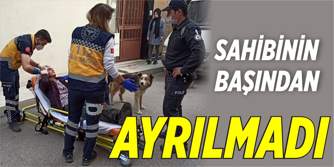 Sahibinin başından ayrılmadı