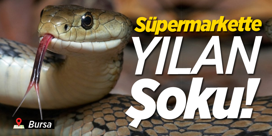 Süpermarkette yılan şoku