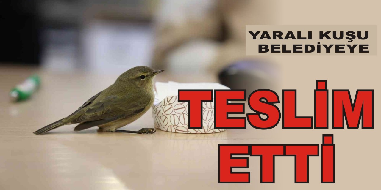 Yaralı kuşu belediyeye teslim etti