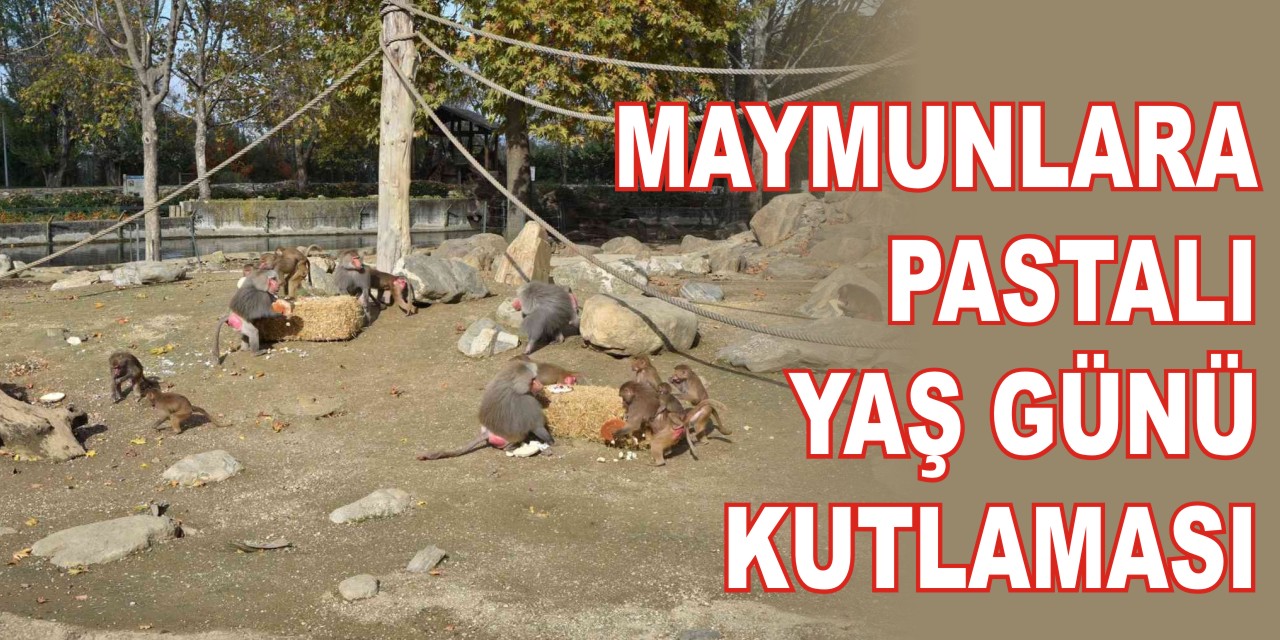 Maymunlara pastalı yaş günü kutlaması