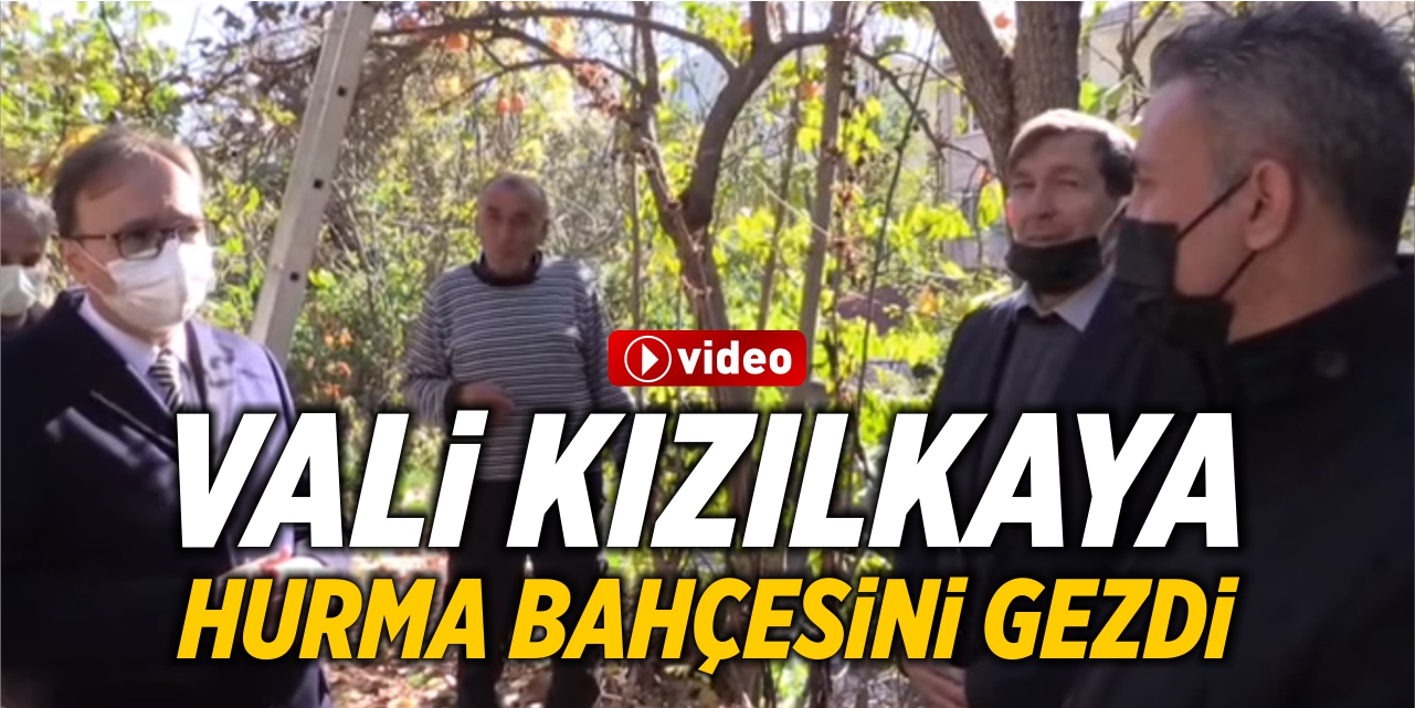 Vali Kızılkaya, hurma bahçesini gezdi