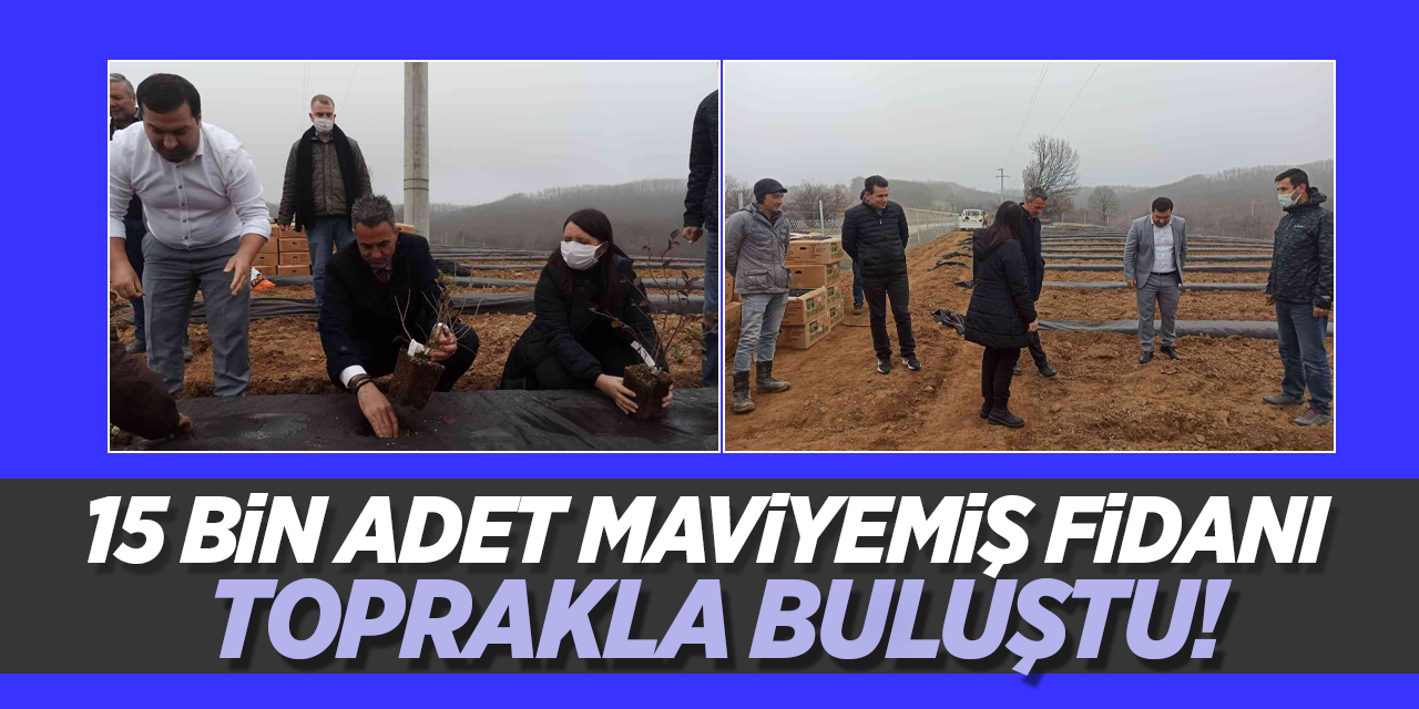 15 bin adet maviyemiş fidanı toprakla buluştu