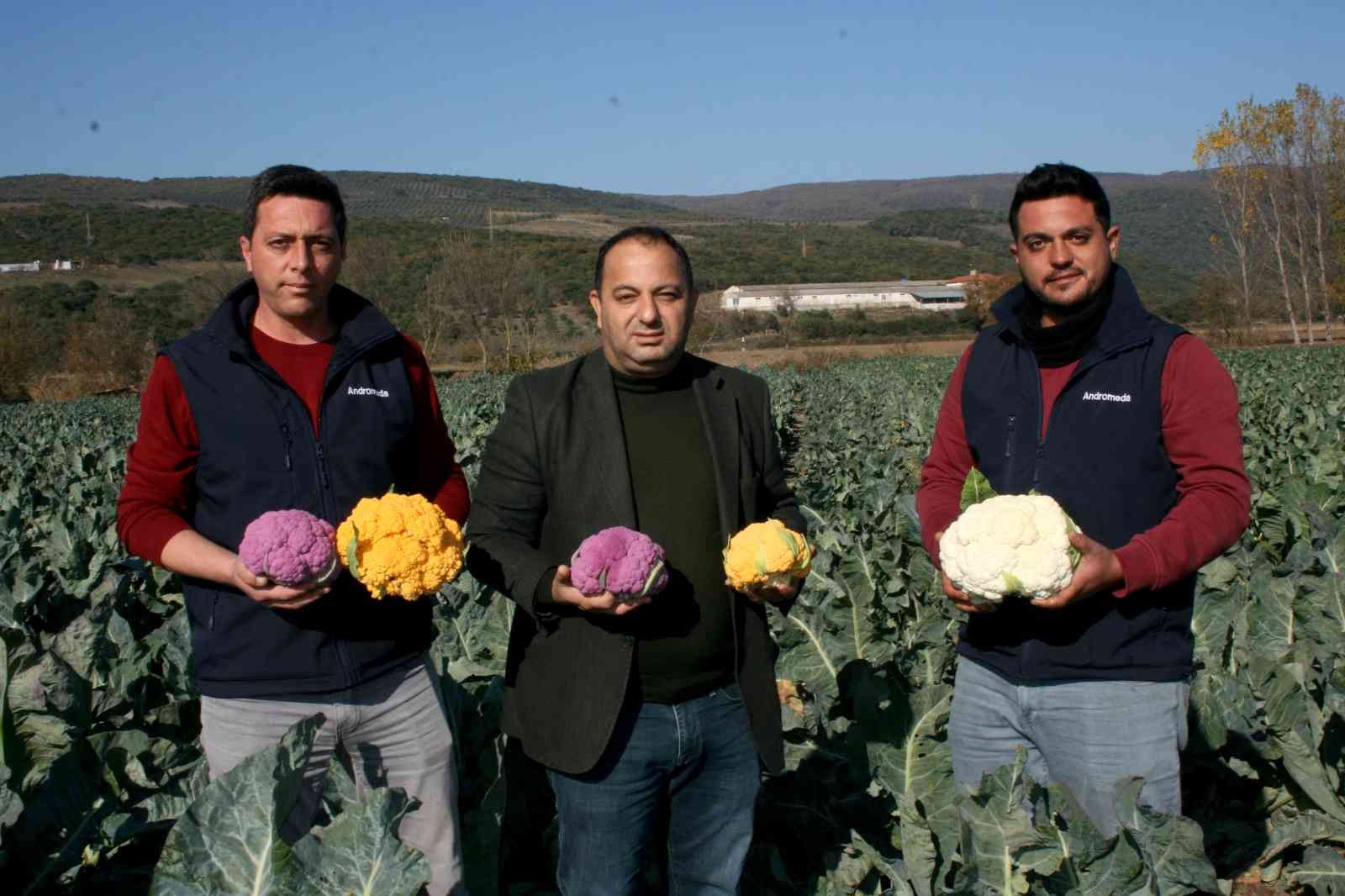 Renkli karnabaharlar hem göze, hem mideye hitap ediyor