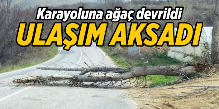 İnhisar-Eskişehir yolunda ağaç devrildi