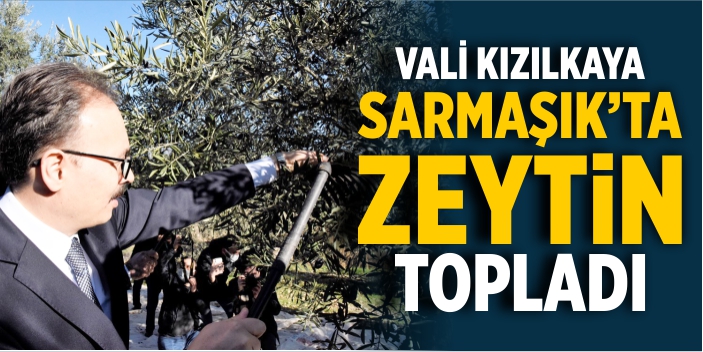 Vali Kızılkaya, Sarmaşık'ta zeytin topladı