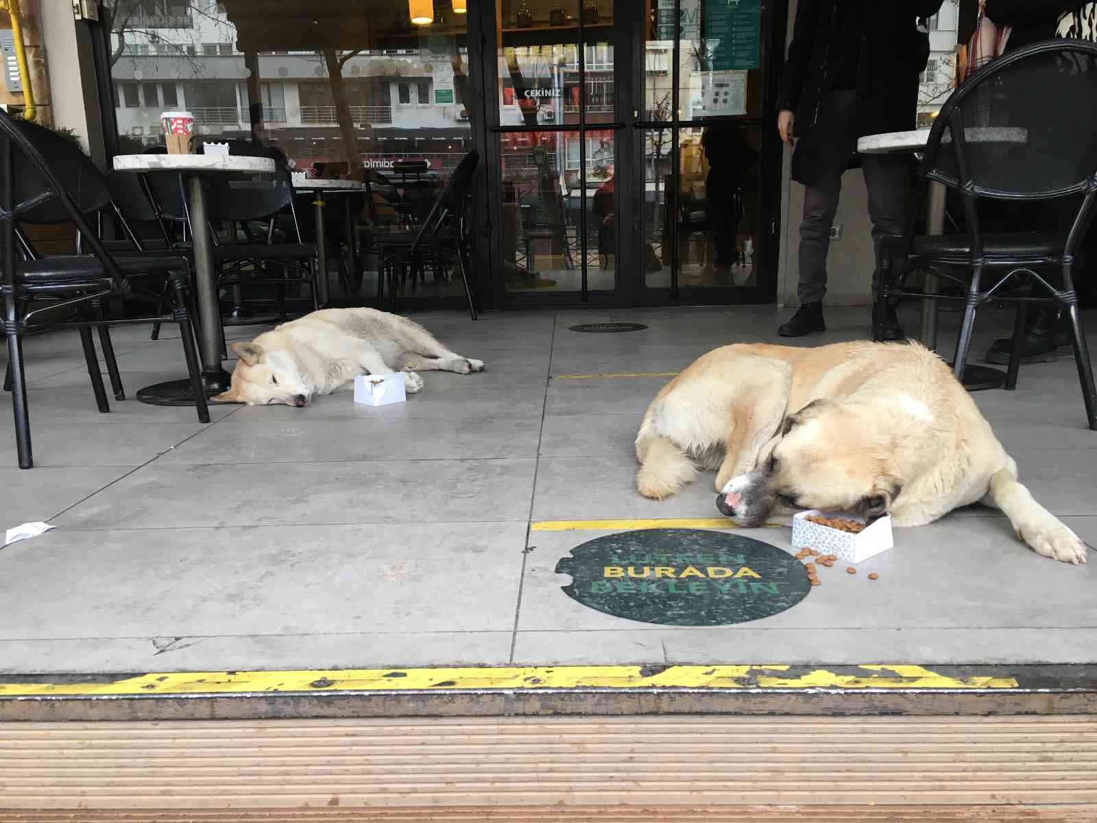 Kafeye sığınan sokak köpekleri iç ısıttı