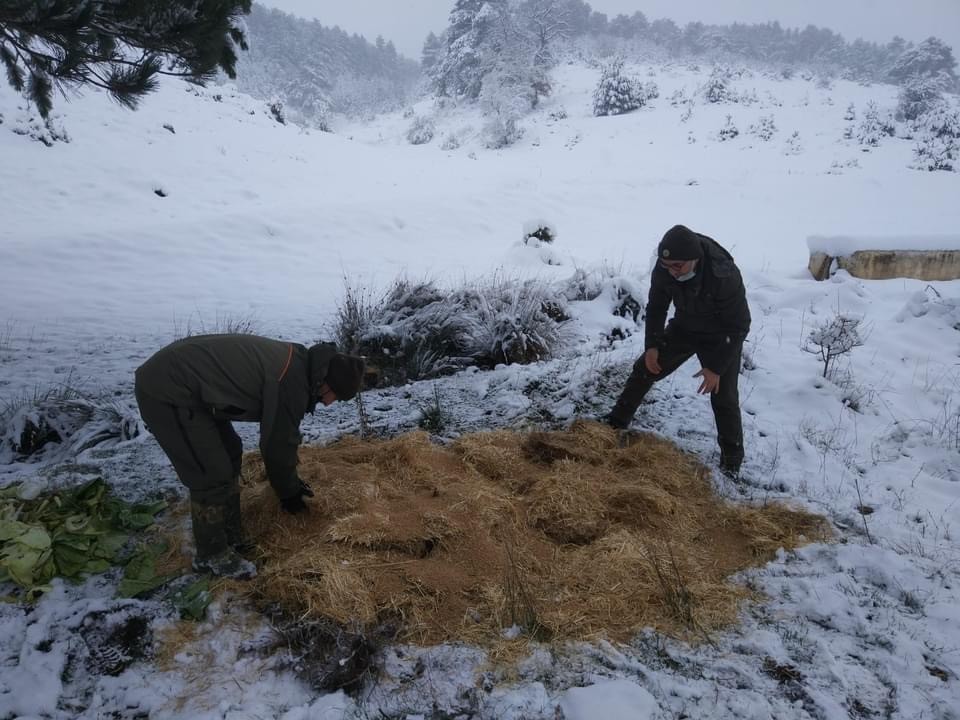 Aç kalan yaban hayvanları için doğaya yem bırakıldı
