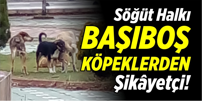 Söğüt halkı, başıboş köpeklerden şikâyetçi!