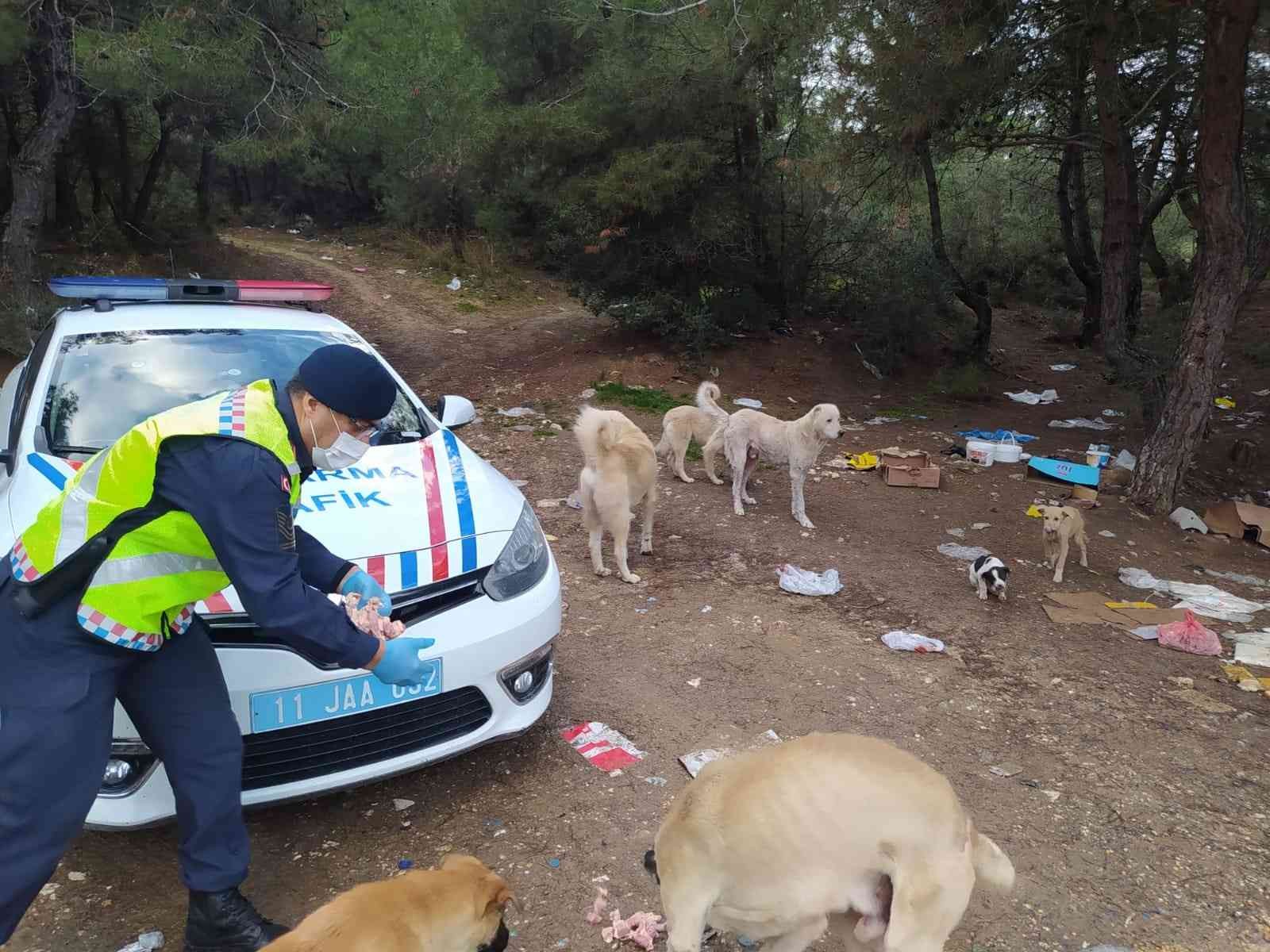 Jandarma ekipleri sokak hayvanları için doğaya yiyecek ve mama bıraktı