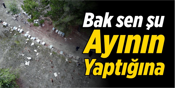 Bak sen şu ayının yaptığına!